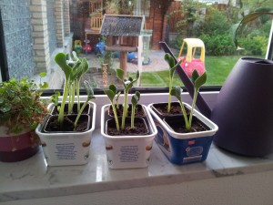IMG_20120501_203001